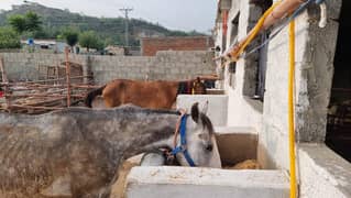 Desi horse pair for sale