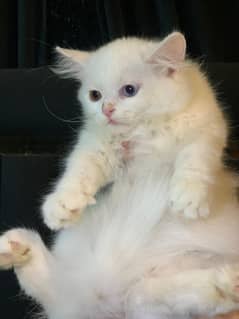 Persian