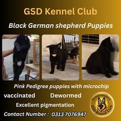 German shepherd | security dogs | long coat puppys | 0313 7076947 call