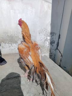 peela