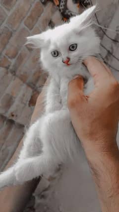 kitten for sale