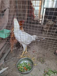 Aseel Heera Patha and Aseel Sindhi Hen