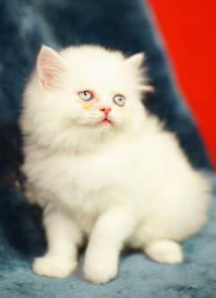 white persian kitten | Punch Face | Grey eyes | triple Coated | kitten