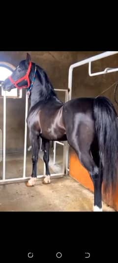 Horse / گھوڑا / Ghora / Desi Horse For Sale