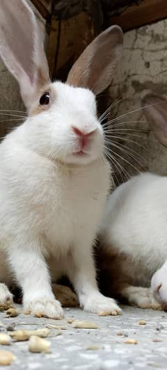 Cute and healthy  Rabbits for sale