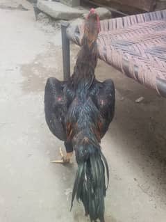 King o Shamo