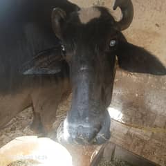 Buffalo