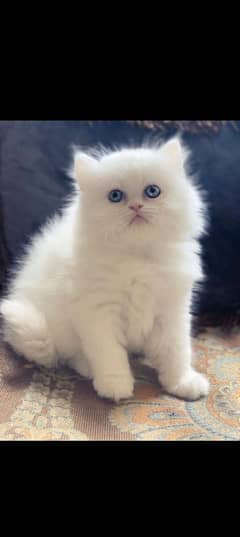 Persian