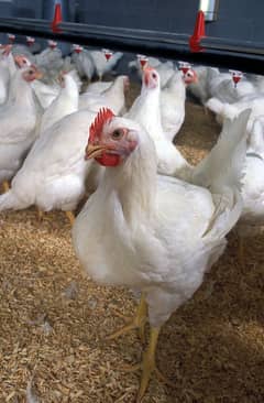Chicks