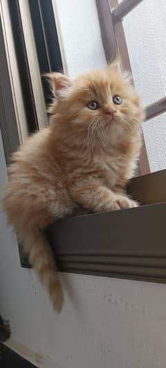 Persian kitten for urgent salemy WhatsApp number 0331 9289880