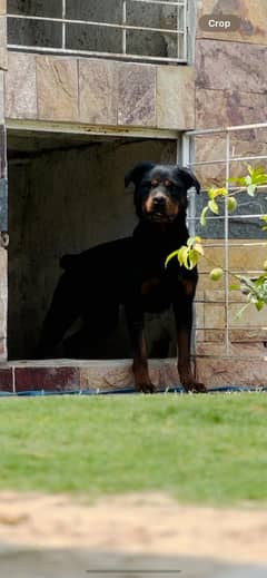 Rottweiler