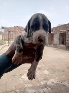 High quality bully puppies