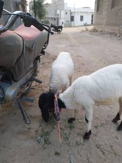 Two sheeps 4 months for Sale