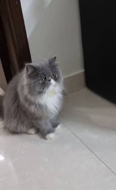 Persian Female Neutral Cat Smoke Grey Color