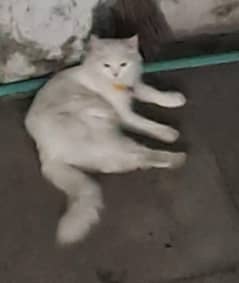 tripple coat /persian cat . . . . .