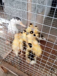 baby ducks