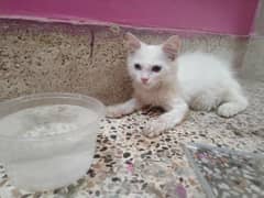 persion double coated female cat