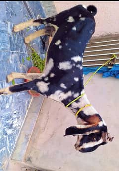 age Dedh Sal