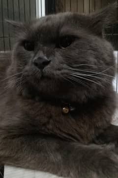 Persian cat | triple coated | Fluffy male cat for sale