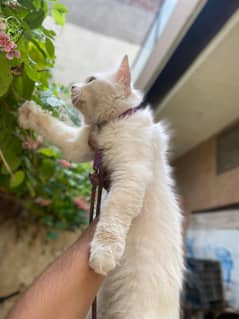 persion male cate for sale