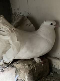 Fantail