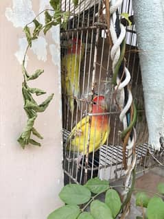 lotino love bird white and brown dove available
