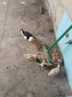 ducks