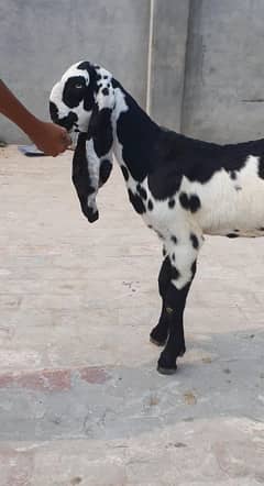 Pure Amritsari Beetal Goat
