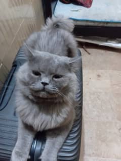 Persian cat for sale
