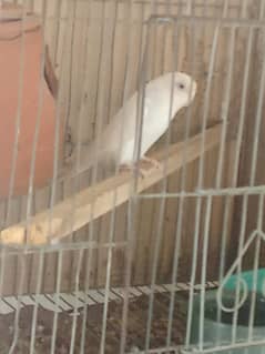 astalion brid