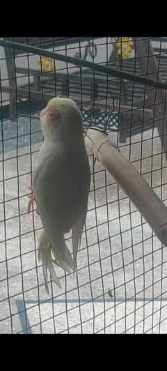 Australian
