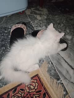 Persian kittens pair looking for a loving home
