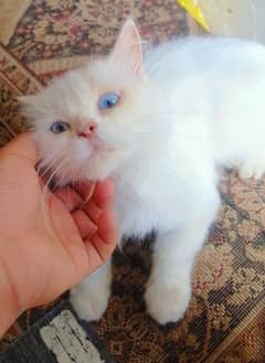Persian