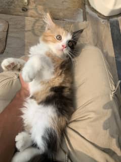 Kitten For sale