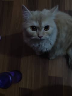 6months female cat for sale