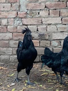ایام سیمانی سیل