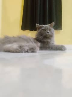Persian male