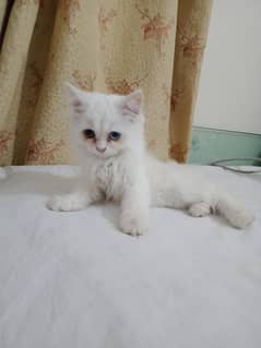 looking for a new home for my kitten