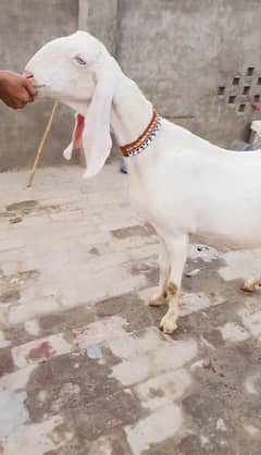 Pure Rajanpuri gulabi female Goat