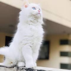 Beautiful White Persian Cat for Sale blue eyes