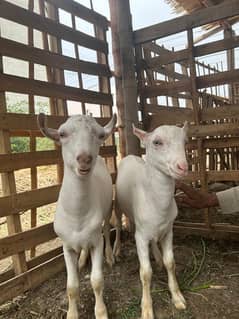 Tedda white eyes pair gulabi bache munde 6 months