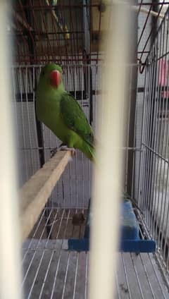 green ringneck