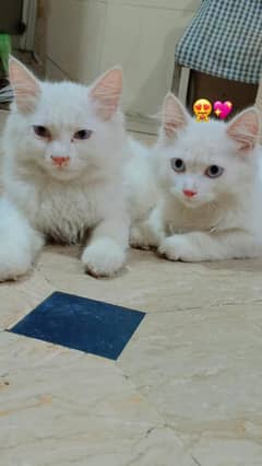 persian cats