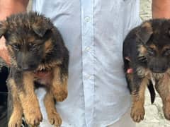 German shepherd puppies long coat my WhatsApp number 03001868066