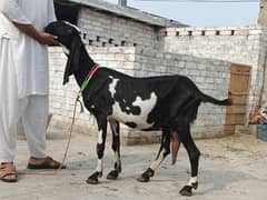 1 pure desi female