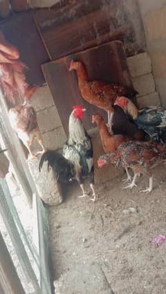 ASEEL JAWA BREED PRICE 18000