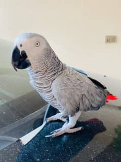 African grey high quality