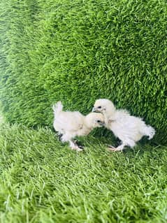 White silkie top quality chicks available