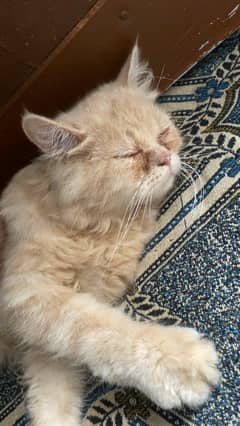 cat for sale