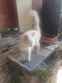 percian